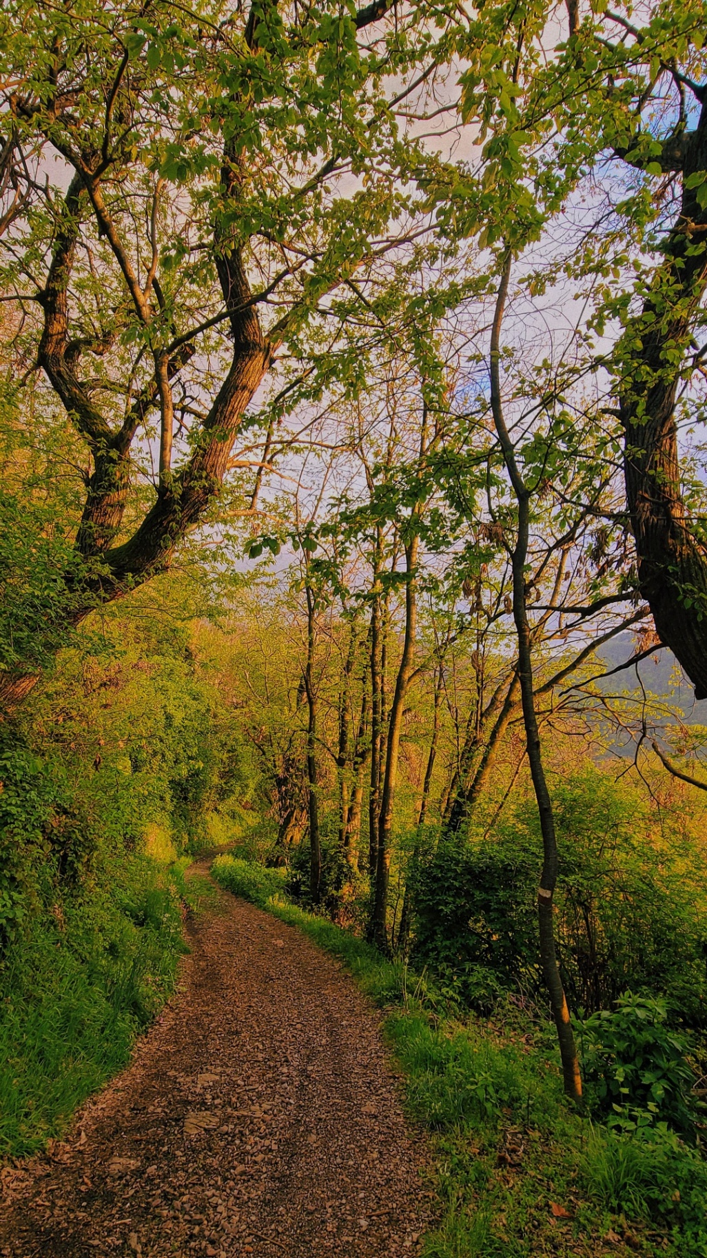 Sendero entre árboles, un camino para continuar juntos